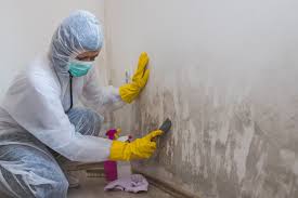 Why You Should Choose Our Mold Remediation Services in Rockford, MI